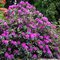 Рододендрон гибридный 'Пурпуреум  Грандифлорум' / Rhododendron hybriden 'Purpureum Grandiflorum'