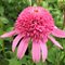 Эхинацея 'Пинк Дабл Дилайт' / Echinacea 'Pink Double Delight'
