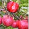 Яблоня красномякотная Редлав Одиссо / Malus Red Love Odysso