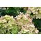 Гортензия метельчатая 'Пастельгрин' / Hydrangea paniculata 'Pastelgreen'
