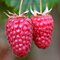 Ежемалина 'Логанберри' / Rubus fruticosus  'Loganberry'