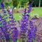 Шалфей  'Перпл Спринг' / Salvia  'Purple Spring'