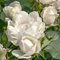 Роза Мейяна 'Крем Шантильи' / Creme Chantilly, Meilland
