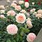 Роза Кордеса 'Гардэн оф Розэс' / Garden of Roses, Kordes