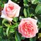 Роза 'Ля Фонтэн о Перле'  / Rose 'La Fontaine aux Perles', NIRP & Adam