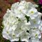 Флокс метельчатый 'Фуджияма'/ Phlox paniculata 'Fujiama'