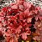 Гейхера 'Блади Дайнозавр' / Heuchera 'Bloody Dinozavr'