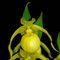 Башмачок гибридный 'Юрсел' / Cypripedium hybrida  'Ursel'