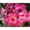Флокс метельчатый 'Уральские сказы' / Phlox 'Fairytail of Ural'
