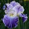 Ирис бородатый 'Мунлит Уотер' / Iris barbatus 'Moonlit Water'