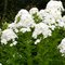Флокс метельчатый 'Фуджияма'/ Phlox paniculata 'Fujiama'