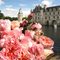 Роза Дэльбара  'Дам де Шенонсо' / Dames de Chenonceau, Delbard