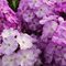 Флокс метельчатый 'Попурри Пёрпл' / Phlox paniculata 'Potpourri Purple'
