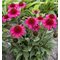 Эхинацея 'Делишиз Кэнди' / Echinacea 'Delicious Candy'