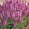 Шалфей 'Нью Дименшн Роуз' / Salvia  'New Dimension Rose'