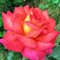 Роза 'Парфюм де Грасс' / Rose 'Parfum De Grasse', NIRP & Adam