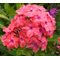 Флокс метельчатый 'Уотермелон Панч' / Phlox paniculata 'Watermelon Punch'