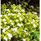 Спирея японская 'Уайт Голд' / Spiraea japonica 'White Gold'