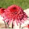 Эхинацея 'Рэспберри Трафл'  / Echinacea 'Raspberry Truffle'