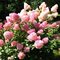 Гортензия метельчатая 'Тач оф Пинк' / Hydrangea paniculata 'Touch of Pink®'