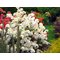 Рододендрон листопадный 'Шнееголд' / Rhododendron luteum 'Schneegold'