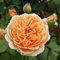 Штамбовая роза Д. Остина 'Краун Принцесса Маргарет'/ Crown Princess Margaret, D. Austin