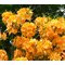 Рододендрон листопадный 'Голден Лайтс' / Rhododendron  'Golden Lights'