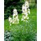Ясенец белый 'Альбифлорус' / Dictamnus albus 'Albiflorus'