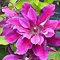 Клематис 'Май Бьюти' / Clematis 'My Beauty'