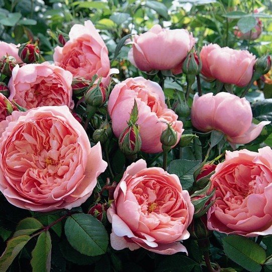 Роза Д. Остина 'Зэ Алнвик Роуз' / The Alnwick Rose, D. Austin