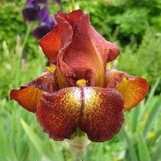 Ирис 'Файр Крекер' / Iris germanica 'Fire Crecer'