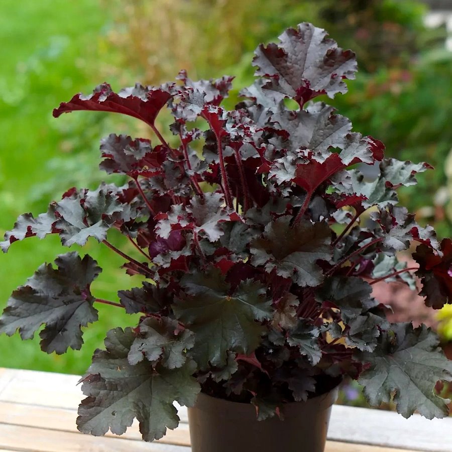 Гейхера 'Дарк Мистери' / Heuchera 'Dark Mystery'