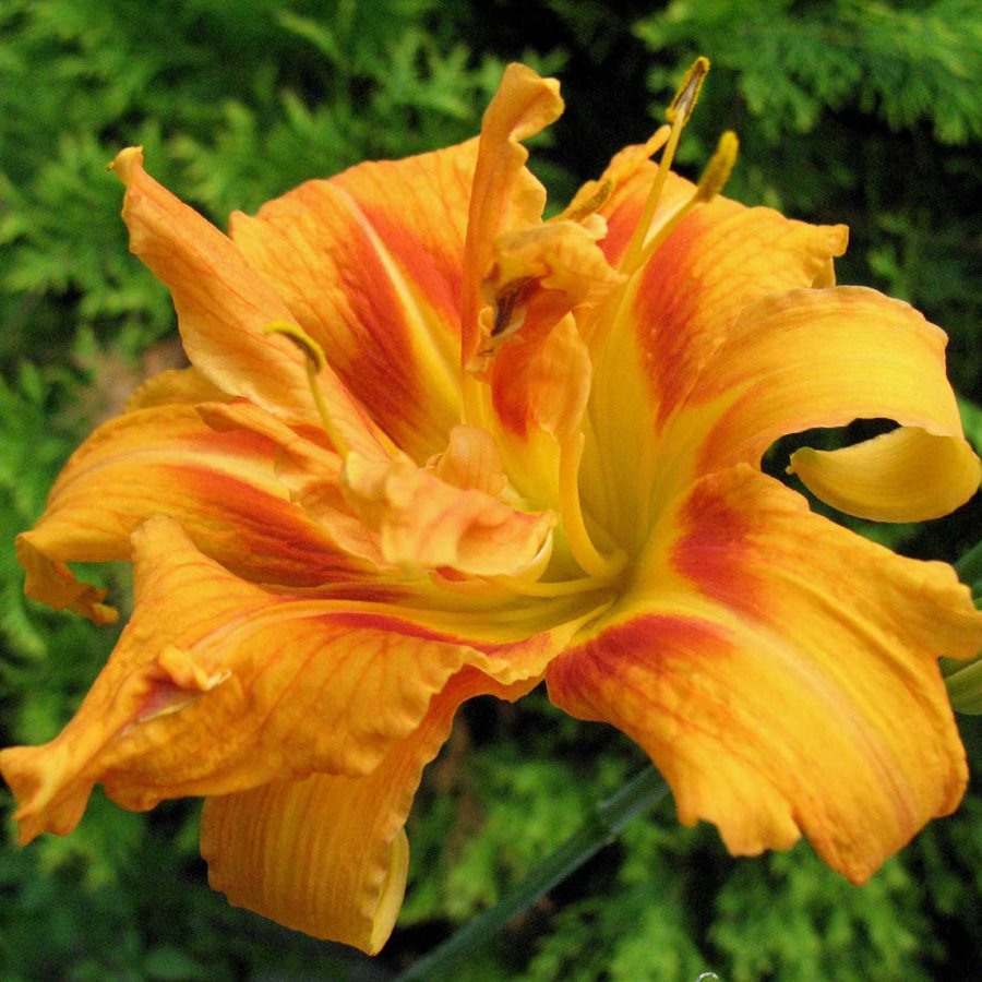 Лилейник фульва 'Кванцо Вариегата' / Hemerocallis fulva 'Kwanzo Variegata'