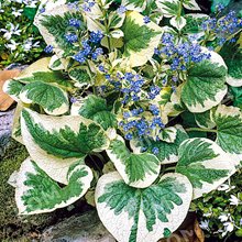 Бруннера 'Вариегата' / Brunnera 'Variegata'