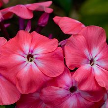 Флокс метельчатый 'Уотермелон Панч' / Phlox paniculata 'Watermelon Punch'