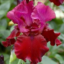 Ирис бородатый 'Гранд Венер' / Iris barbatus 'Grand Veneur'