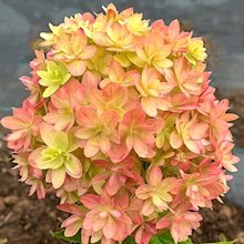 Гортензия метельчатая 'Мечта Лесково' / Hydrangea paniculata 'Mechta Leskovo'