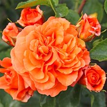 Роза Кордеса 'Оранжери' / Orangerie, Kordes