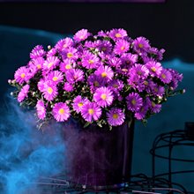 Астра кустарниковая 'Альфа Пинк' / Aster dumosus 'Alpha® Pink'