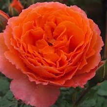 Роза Мейяна 'Оранж Мейлав' / Orange Meilove , Meilland