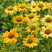 Эхинацея 'Меллоу Еллоу' / Echinacea 'Mellow Yellow'