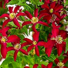 Клематис витицелла 'Глориоз Ред' / Clematis viticella 'Glorious Red'