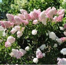 Гортензия метельчатая 'Пинк Лэди' / Hydrangea paniculata 'Pink Lady'