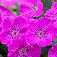 Герань  кроваво-красная 'Фрут де Флер' / Geranium sangineum ‘Fruit de Fleur’