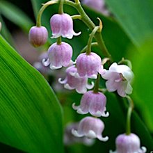 Ландыш майский 'Розеа' / Convallaria majalis 'Rosea'