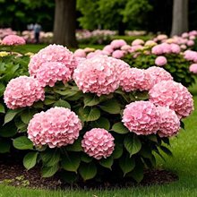 Гортензия крупнолистная 'Таблетензия Пинк' / Hydrangea  macrophylla 'Tabletensia Pink'