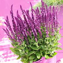 Шалфей 'Сенсэйшн Брайт Роуз' / Salvia nemorosa 'Sensation  Bright Rose'