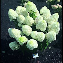 Гортензия метельчатая 'Саммер Сноу' / Hydrangea paniculata 'Summer Snow ®'