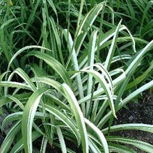 Лилейник фульва 'Кванцо Вариегата' / Hemerocallis fulva 'Kwanzo Variegata'