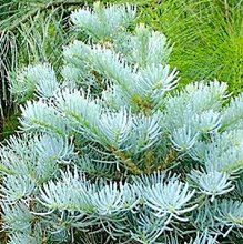 Пихта одноцветная Компакта / Abies concolor Compacta